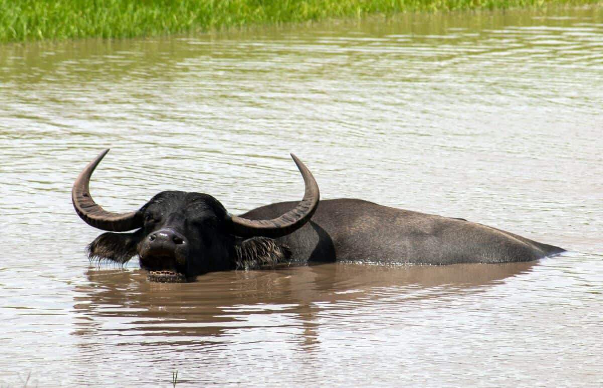 Buffalo Swimming