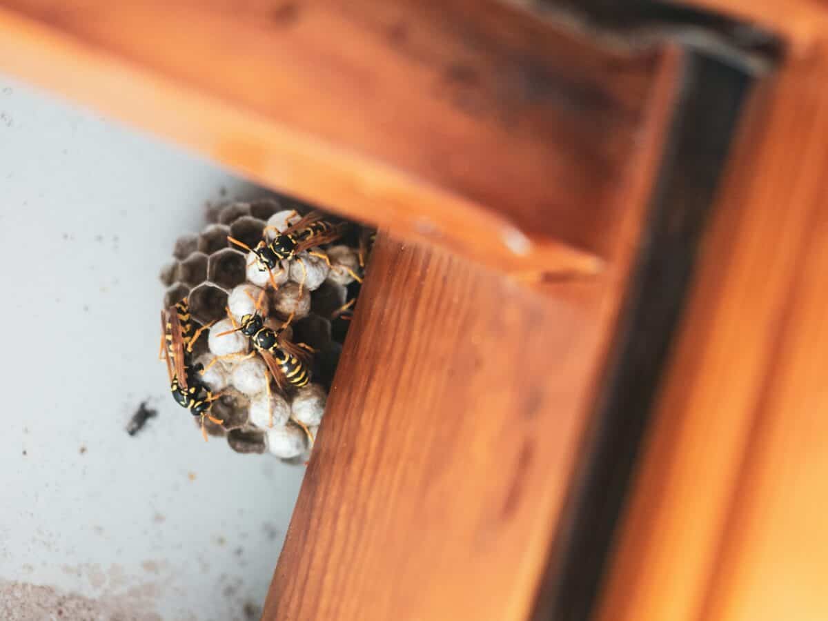 Hornets Nest