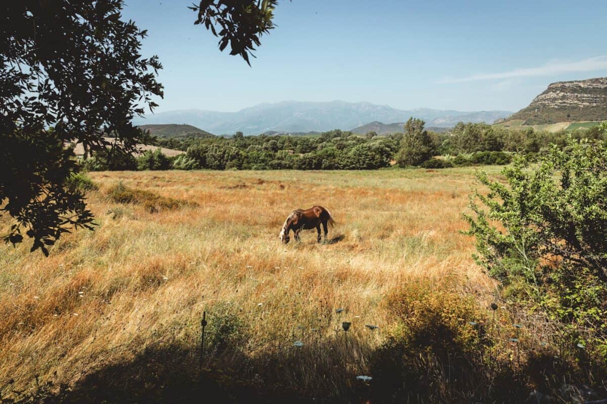 a horse grazing in a field