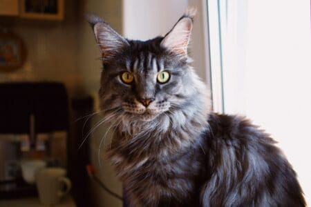 The 11 Toughest Cat Breeds That Can Survive Anything