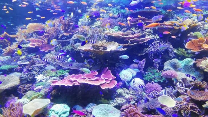 23 Deadliest Sea Creatures Lurking Beneath the Surface