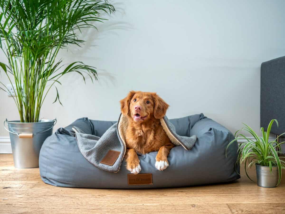 Brown dog in bed