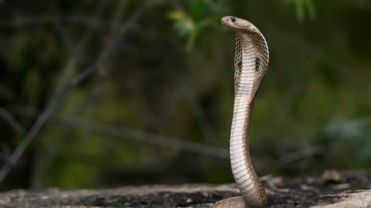 14 Most Beautiful Snakes Found in the Wild
