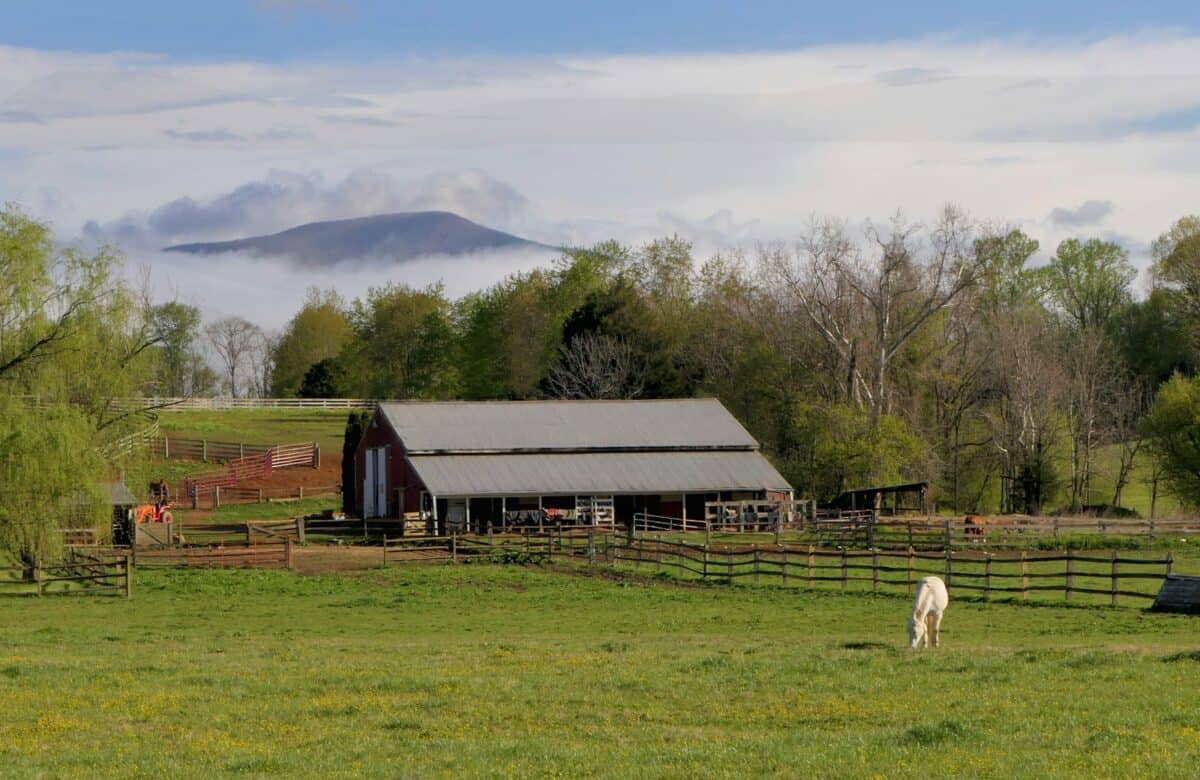 A horse grazing in a field next to a barn