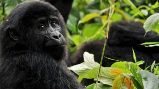 black gorilla in green leaves