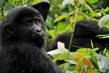 Koko the Gorilla Changed the Way We See Apes