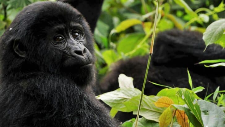 Koko the Gorilla Changed the Way We See Apes