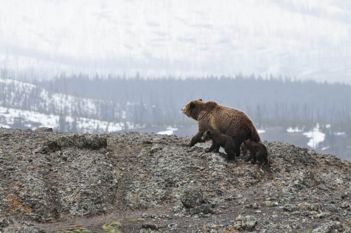 Kodiak mam bear and cubs walking on mountain