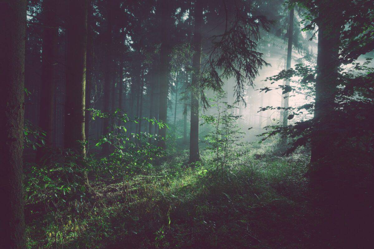 Sun shining through a forest