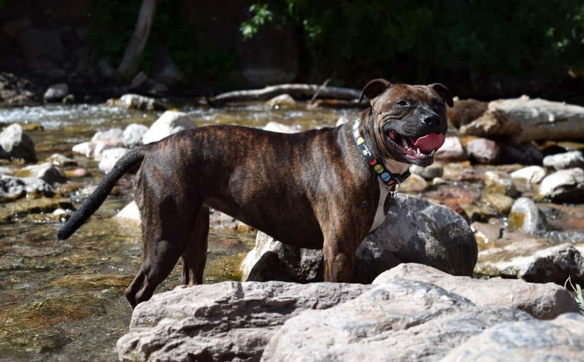 Staffordshire bull terrier