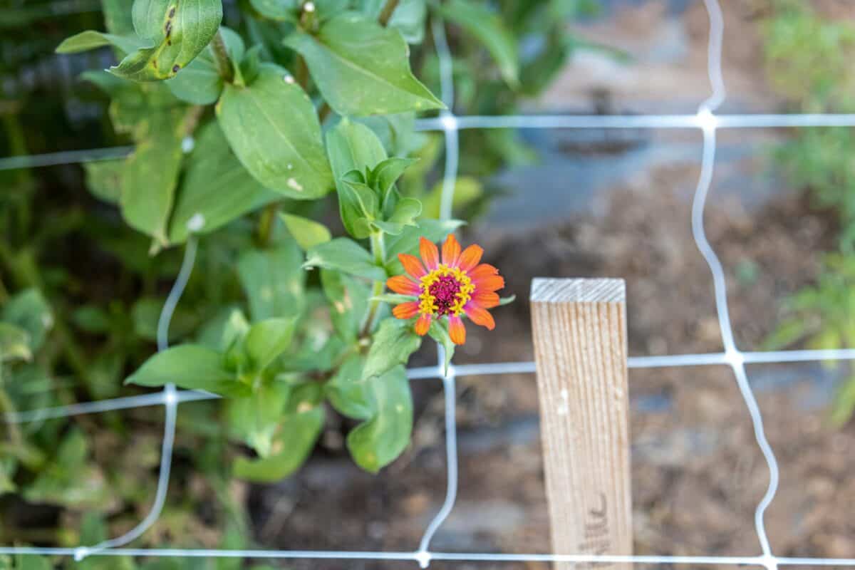 Garden Netting