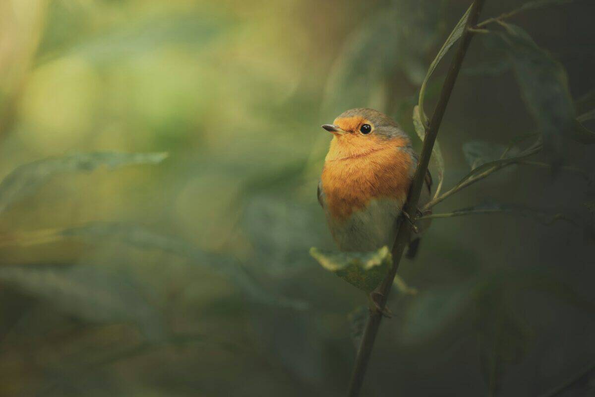 a small bird is perched on a tree branch
