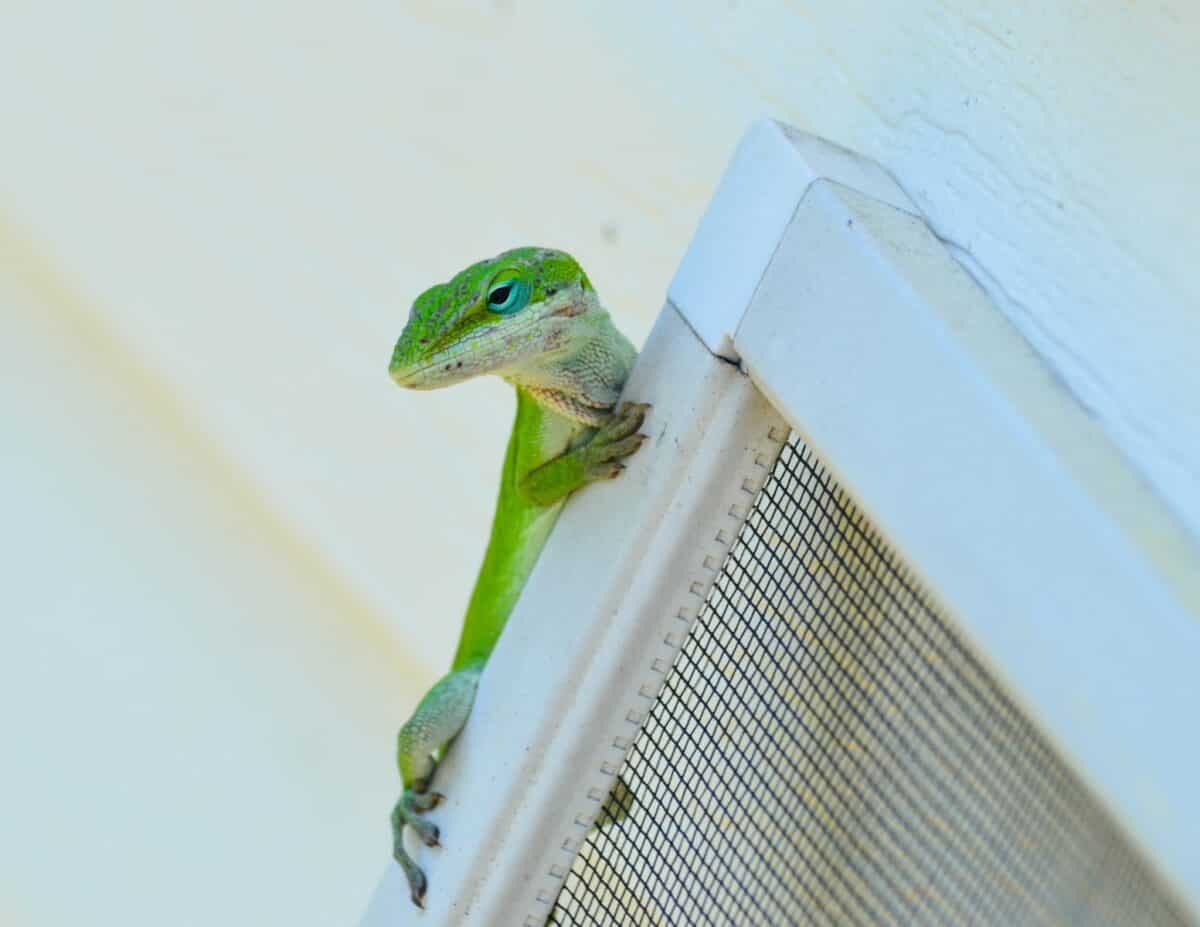 green lizard on white wall