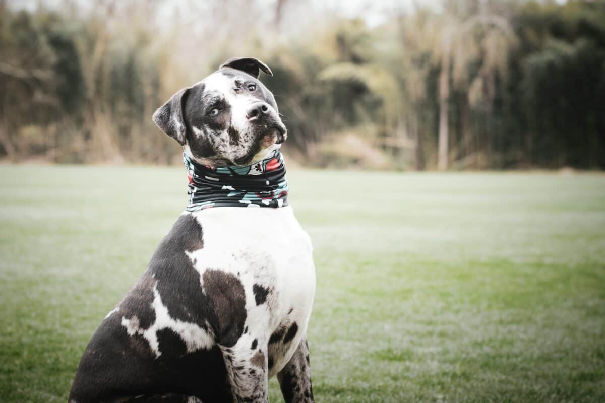 Pit bull