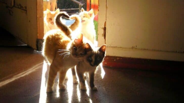 12 Purrfectly Adorable Cats Embracing the Valentine&rsquo;s Spirit