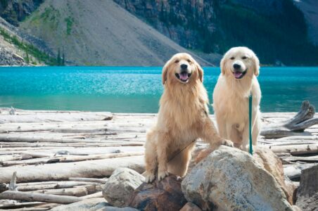 13 Big Dogs With The Sweetest Personalities