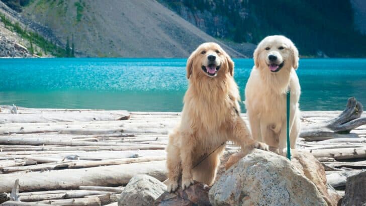 13 Big Dogs With The Sweetest Personalities