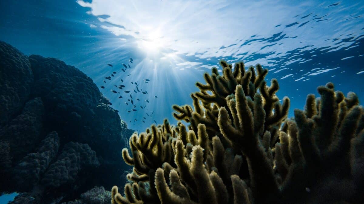 Green corals under water