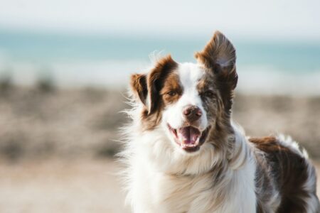 10 Surprising Reasons Why Your Dog Tilts Its Head at You