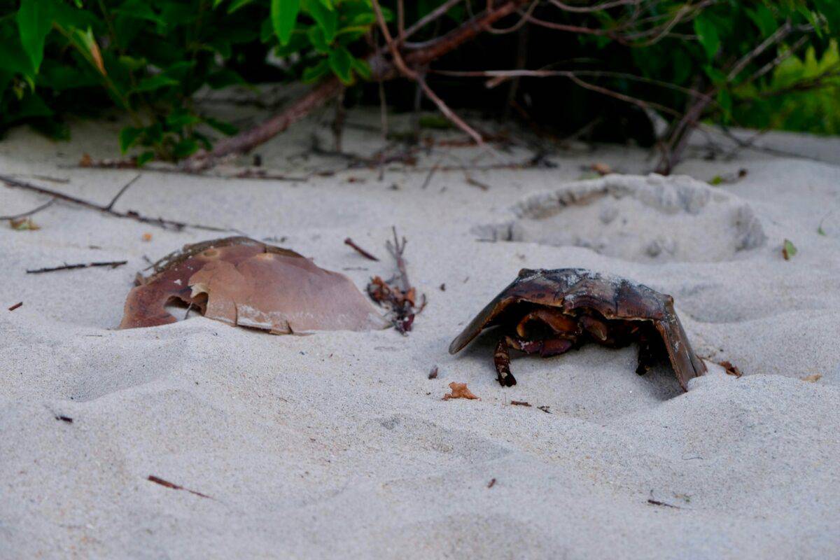A couple of turtles laying on top of a sandy beach