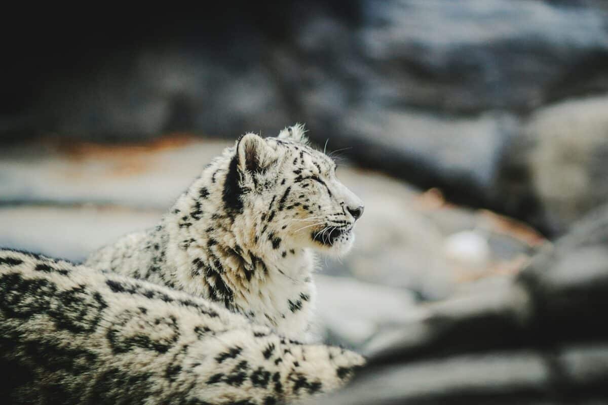 Snow Leopard