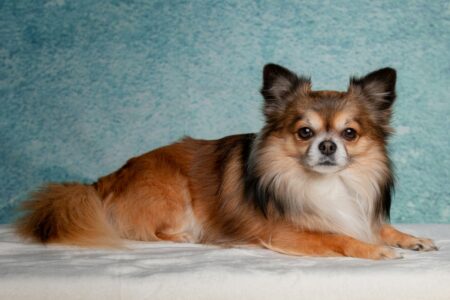 12 Breeds of Dogs That Need Constant Companionship