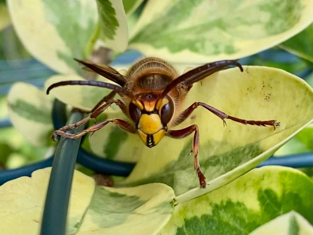 Asian Giant Hornet