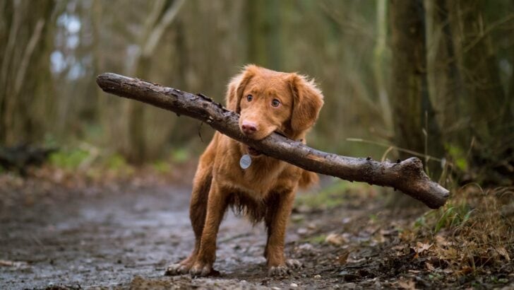 20 Jaw-Dropping Facts About the Animal Kingdom