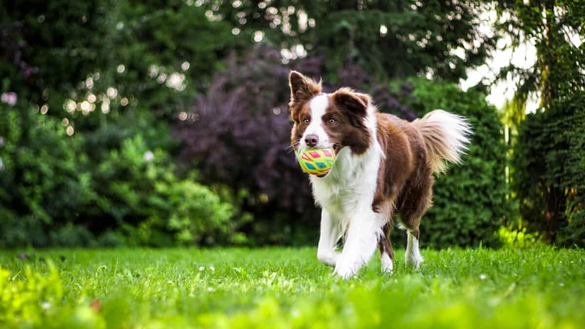 Border Collie with a ball