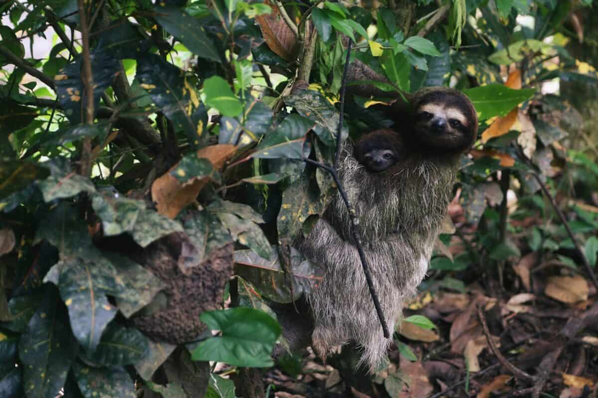 Sloth and baby