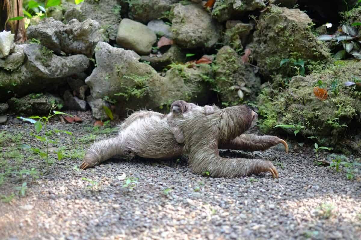 Two sloths lying on soil.