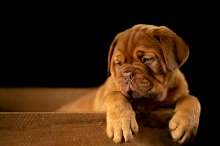 15 Signs That Show Your Dog Is Unhappy