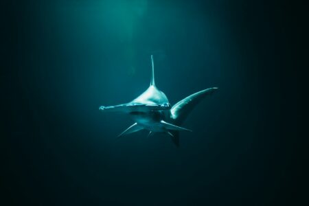 The Most Unusual Sharks That Aren’t Great Whites