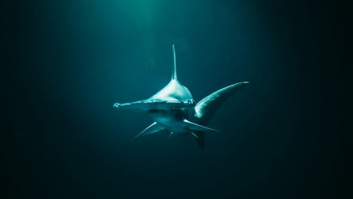 The Most Unusual Sharks That Aren’t Great Whites