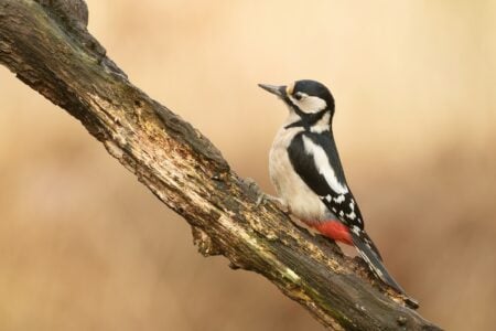 12 Most Unusual Birds You Can Spot in Oregon&rsquo;s Forests