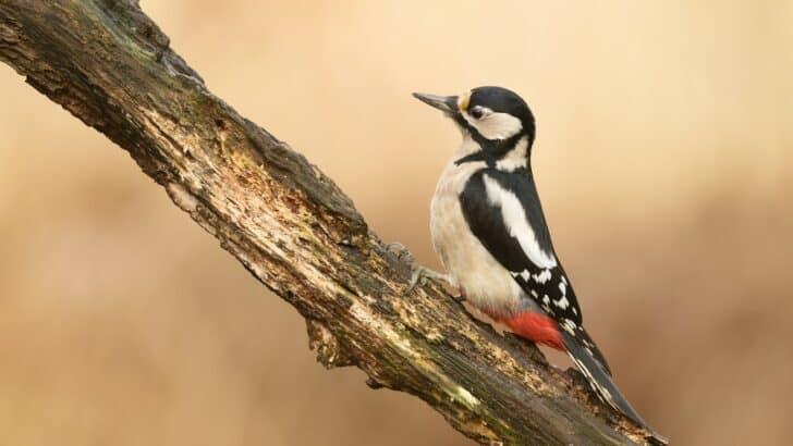 12 Most Unusual Birds You Can Spot in Oregon&rsquo;s Forests