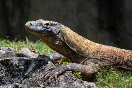 10 Reptiles That Can Grow Larger Than a Human
