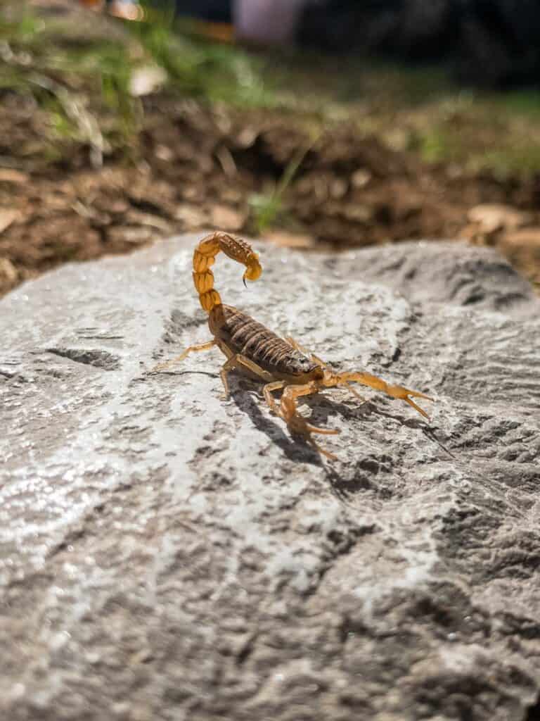 Striped Bark Scorpion