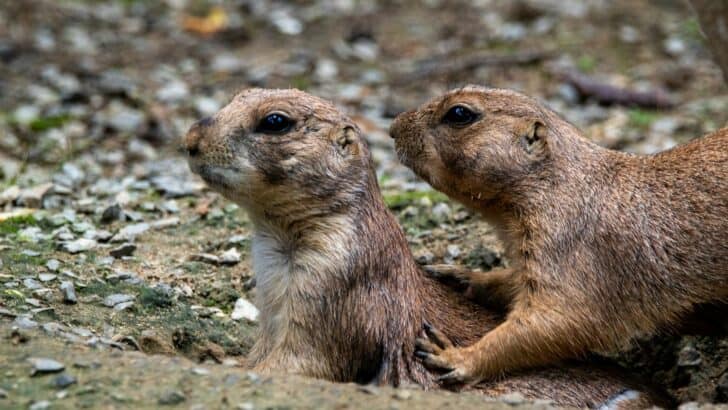 30 Times Animals Outsmarted Their Predators