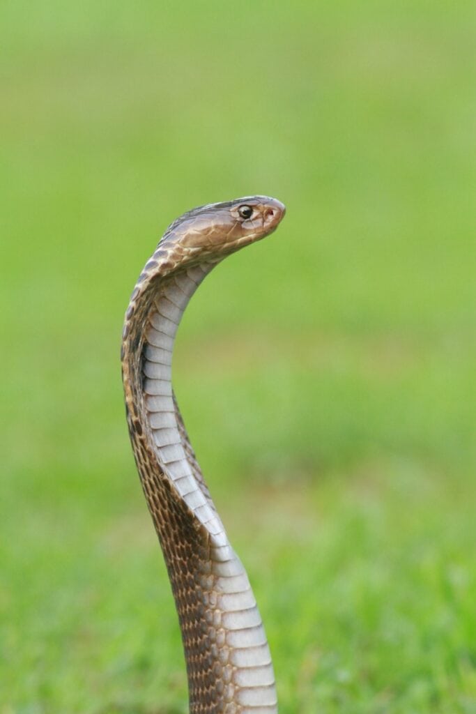 Cobra