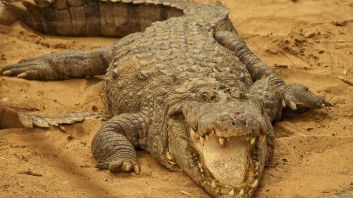 brown crocodile on brown sand during daytime