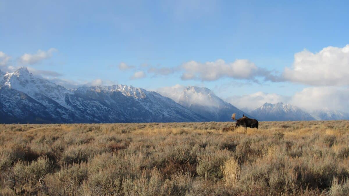 a lone bison in a field with mountains in the background