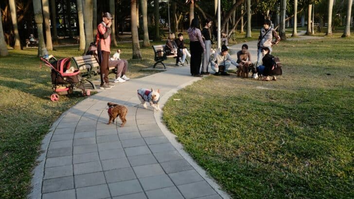 12 Breeds That Will Love You More Than They Love Themselves (And 3 Who Won&rsquo;t)