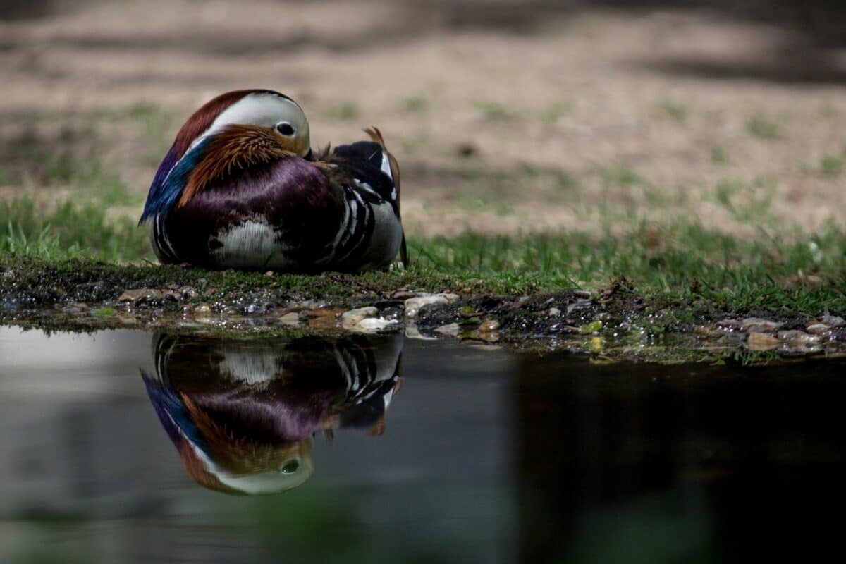 Lake Duck