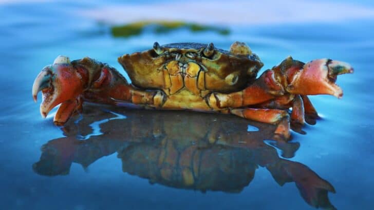 12 Deep-Sea Creatures You Won’t Believe Exist