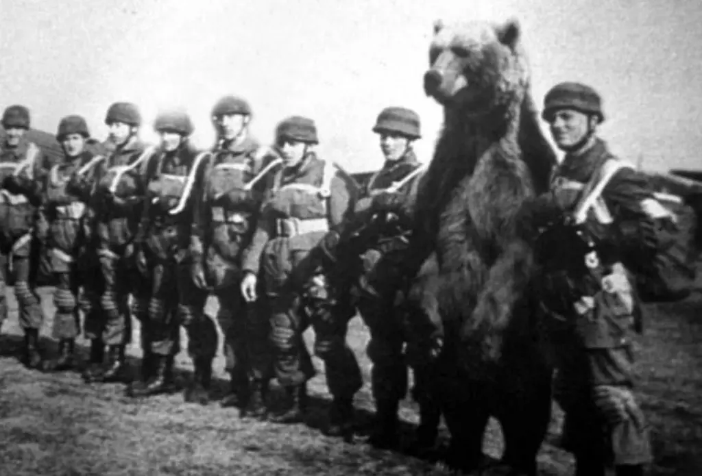 The WWII Soldier-Bear That Carried Artillery and Fought at Monte Cassino(1942)
