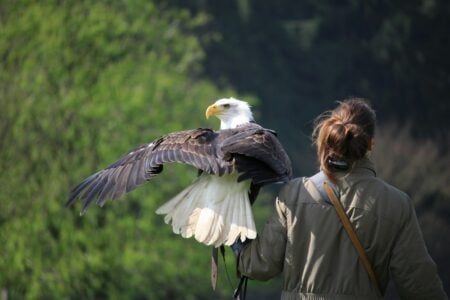 13 Secrets Behind the Bald Eagle Hunting Style