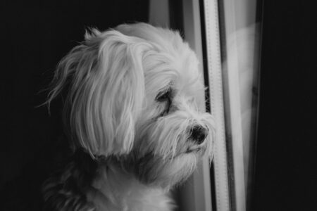 9 Heartwrenching Ways Dogs Say Goodbye Before Crossing to the Other Life