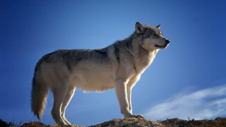 18 of the World’s Largest Wolves and Where to Find them
