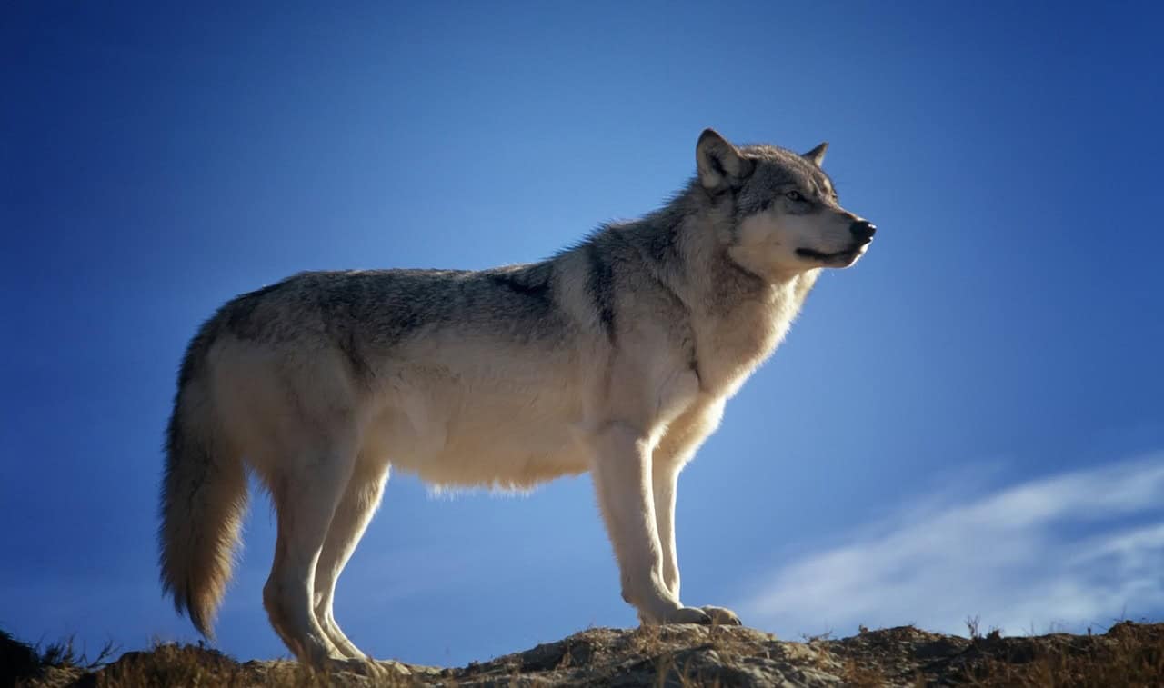 Gray Wolf